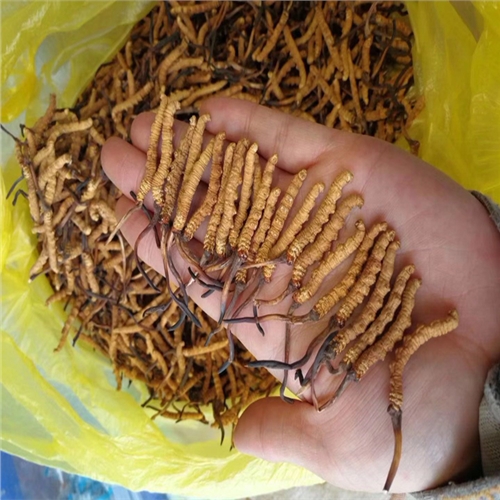 顺德虫草回收市场价格行情查询