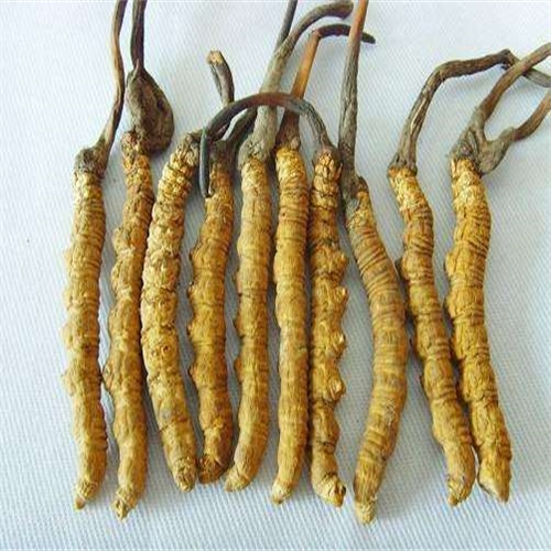 佛山虫草回收什么价格