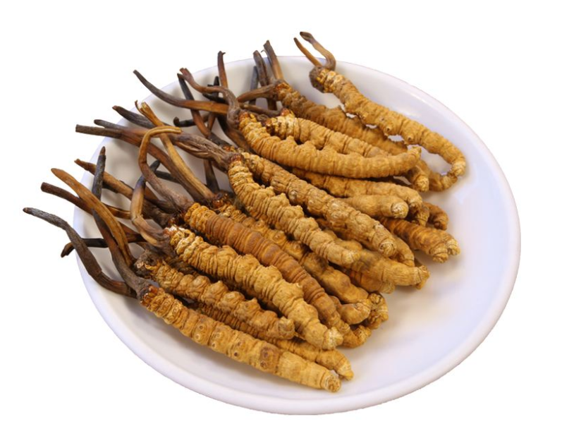 高明虫草回收市场价格