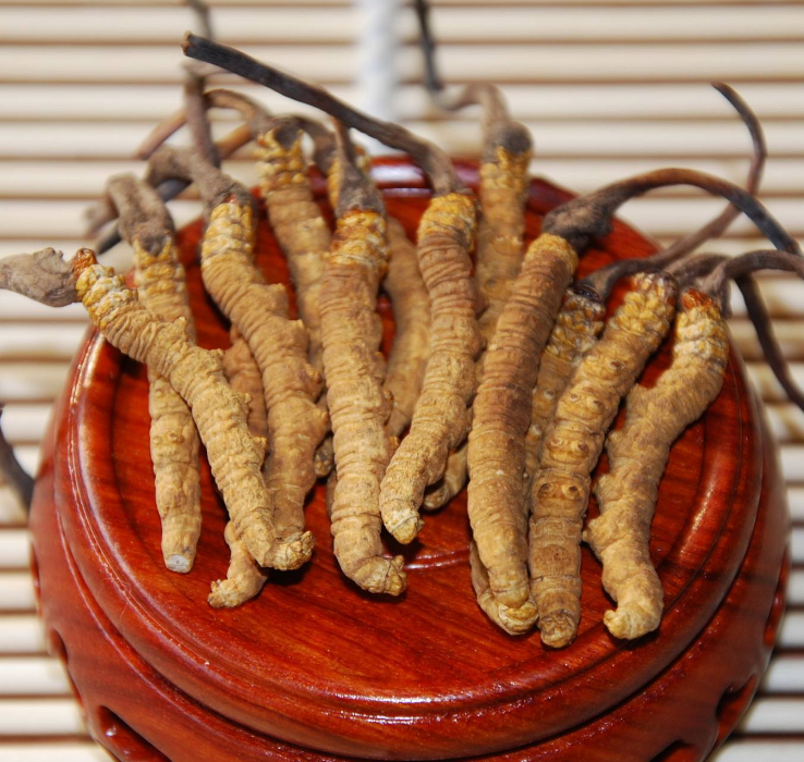 南海冬虫夏草回收