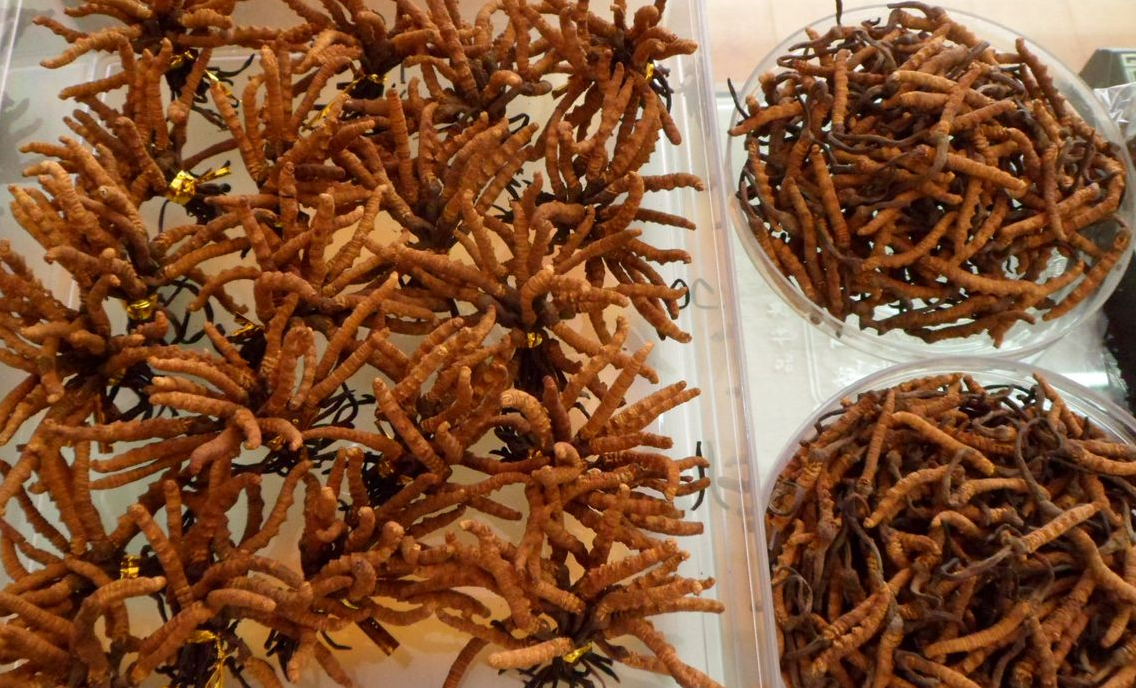 顺德虫草回收-顺德回收虫草价格