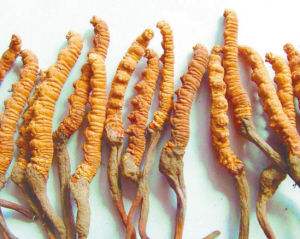 禅城哪里回收虫草,禅城广粤回收冬虫夏草商家