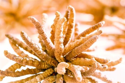 三水回收冬虫夏草价格翻倍-虫草回收联系方式