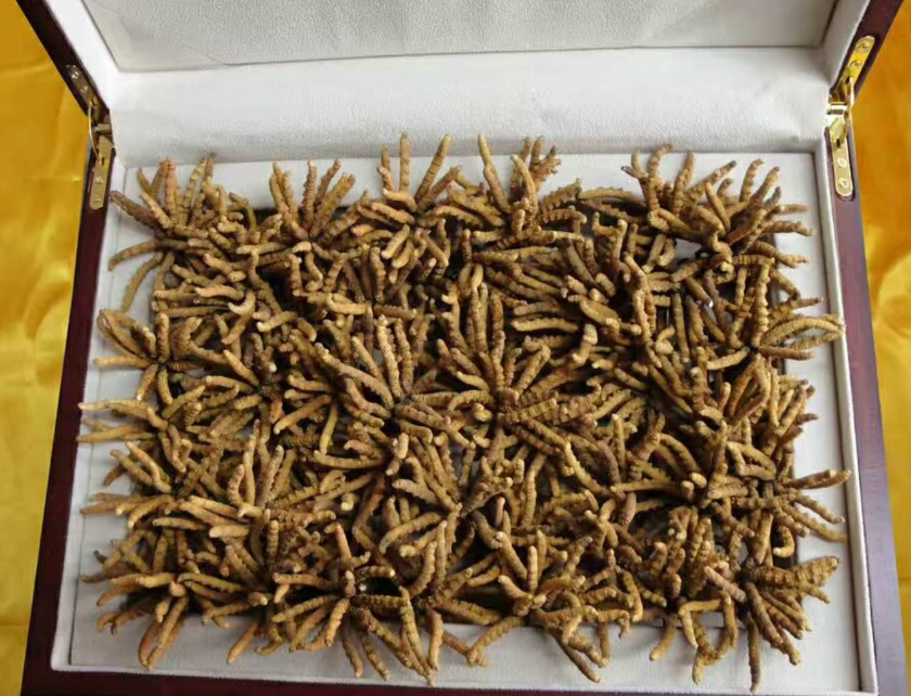 佛山2500条虫草回收价格多少钱一斤