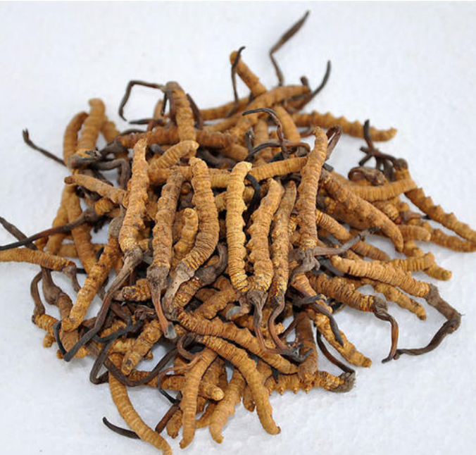 近期高明虫草回收行情