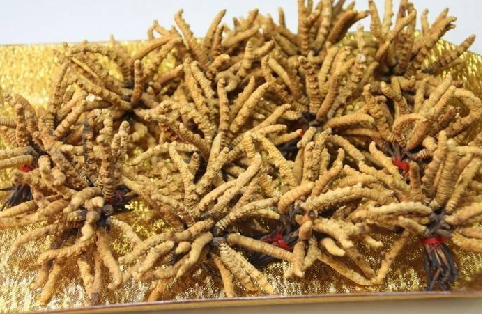 禅城虫草回收系列