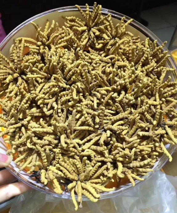 禅城虫草回收商家地址